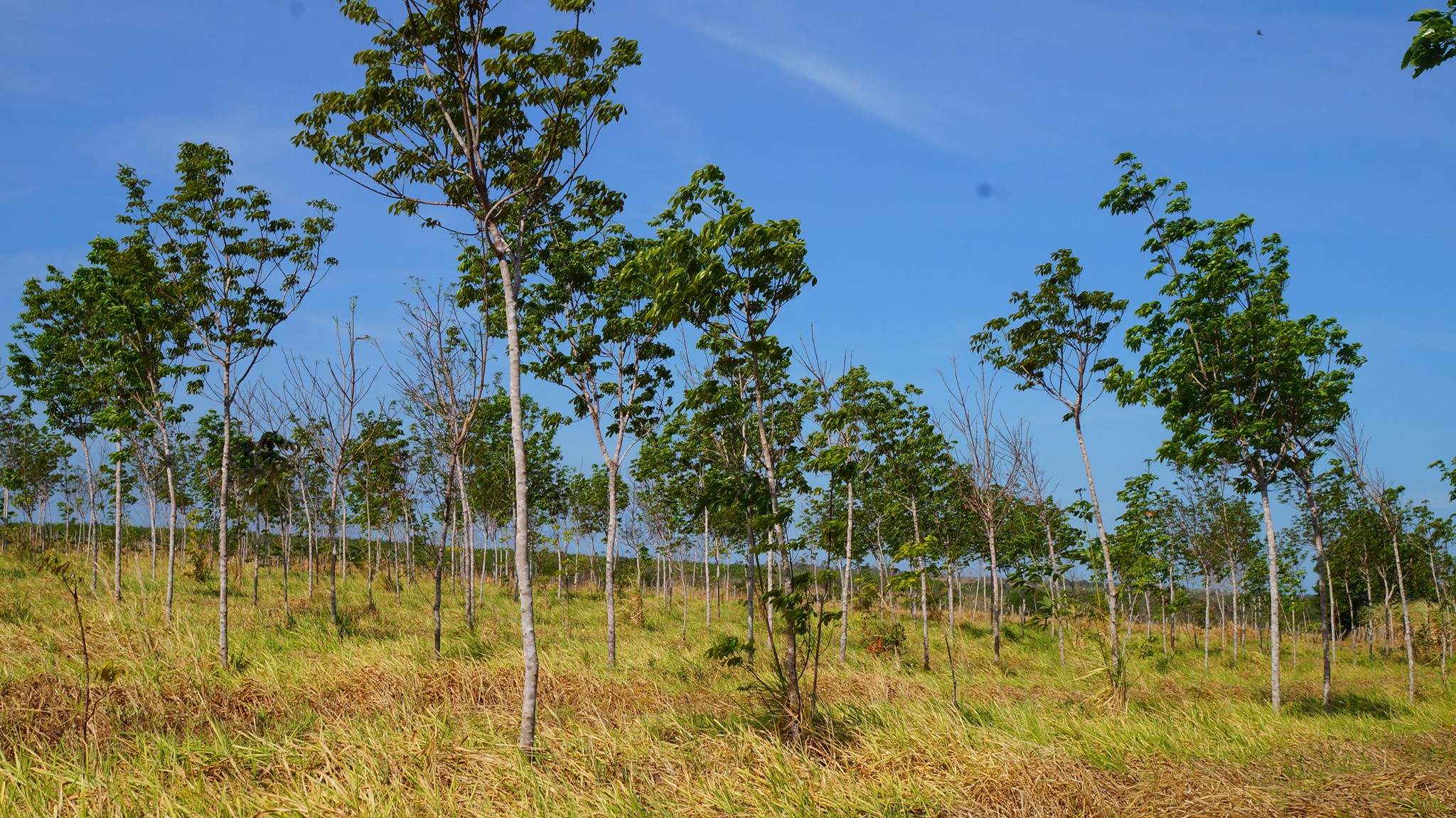 Kautschukbäume die von TIMBERFARM gepflanzt wurden